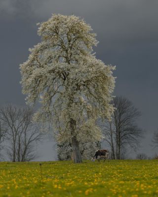 • Ça vaut de l’Orne

Entre ses panoramas verdoyants, ses villages pittoresques et son patrimoine préservé, l’Orne est une invitation à l’émerveillement.

Nous avons vadrouillé durant trois jours à travers cette destination normande, où chaque recoin recèle de trésors à découvrir 🤩

Les étapes de notre vadrouille :
→ La Roche d’Oëtre
→ Le village de La Carneille
→ Les forges de Varenne
→ La Ferme du Champ Secret
→ La Ferme de l’Yonnière
→ La cité médiévale de Domfront
→ Le Tertre Sainte-Anne

Reportage complet sur notre site internet (lien en bio).

Avez-vous déjà eu l’occasion de découvrir ce coin de Normandie ? 🍐

#orne #ornepurenormandy #normandie #normandietourisme #montagnesdenormandie #domfront #domfrontenpoiraie #camembert #poire
