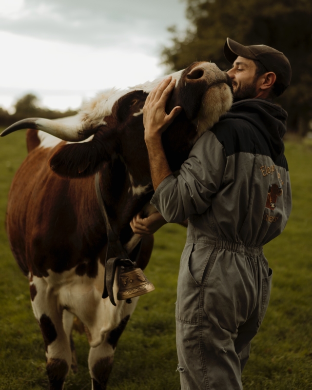 • La Ferrandaise, l’élégance de la résistance 🐮

Tachetée de rouge brique ou de noir, la Ferrandaise est une vache rustique d’Auvergne longtemps gardée pour tout : le lait, la viande, le travail des champs.

Pourtant, dans les années 1970, la modernisation agricole décrète qu’il y a « trop de races ». On standardise, on élimine. La Ferrandaise, ni assez laitière, ni assez bouchère pour les critères de l’époque, passe à la trappe. On en comptera alors moins de 200.

Mais quelques éleveurs s’obstinent et refusent que cette vache disparaisse des pâtures auvergnates. Grâce un programme de sauvegarde, elles sont aujourd’hui plus de 4 000, et leur présence redonne du sens à l’idée même d’élevage ancré dans les territoires. Car préserver la diversité des races, ce n’est pas du folklore : c’est réconcilier agriculture et paysage, économie paysanne et biodiversité.

#ferrandaise #auvergne #loire #puydedome #elevage