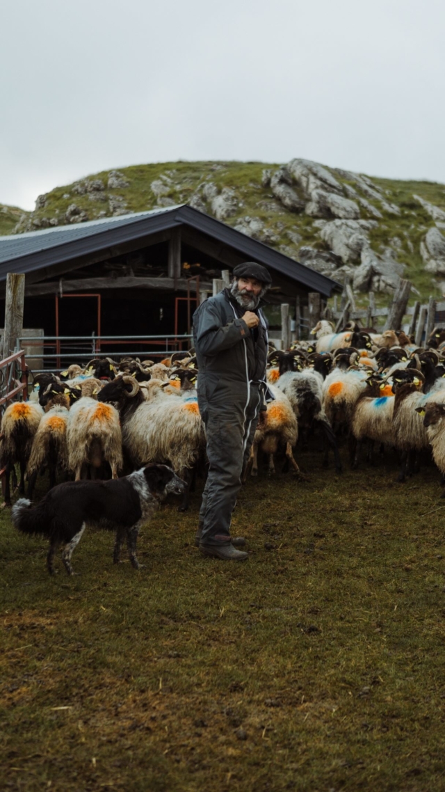 • Jean-Bernard et le fromage d’estive des Pyrénées basques ⛰️

À Urkulu, dans les montagnes du Pays basque, Jean-Bernard Maitia passe cinq mois par an seul avec ses brebis. Deux fois par jour, il les trait à la main et fabrique son fromage d’estive dans une cabane plantée au milieu d’un paysage qui semble avoir été dessiné pour éprouver les humains autant que pour les émerveiller.

Une personnalité comme on en croise rarement. Un homme discret, l’œil vif, la parole précise, l’humour en embuscade. Il parle peu pour remplir le silence, mais quand il parle, c’est que quelque chose doit être dit.

« Moi, ici, je suis apaisé. Je vis en paix. En paix. On est réduit à l’essentiel. Et c’est énorme, ça. » Quelques semaines après notre rencontre, cette phrase résonne encore en nous.

Jean-Bernard nous a aussi confié que, les premières années, il avait pleuré. La solitude, le brouillard, la fatigue, le poids de la responsabilité... Puis, petit à petit, la montagne finit par vous apprivoiser. Il y a l’amour d’un métier, la passion du geste et le choix d’une vie où l’on possède peut-être moins, mais où l’on ressent infiniment plus.

Bref, merci Jean-Bernard pour cette magnifique leçon d’humilité 🙏

🔗 « Chœur basque », un reportage au coeur du Pays basque mêlant le récit, la photographie, l’audio et la vidéo, à retrouver sur le site de Bobine (lien en bio).

📍 Urkulu, Pays basque
📹 @flomonot 

#paysbasque #basque #estive #pyrenees #euskalherria